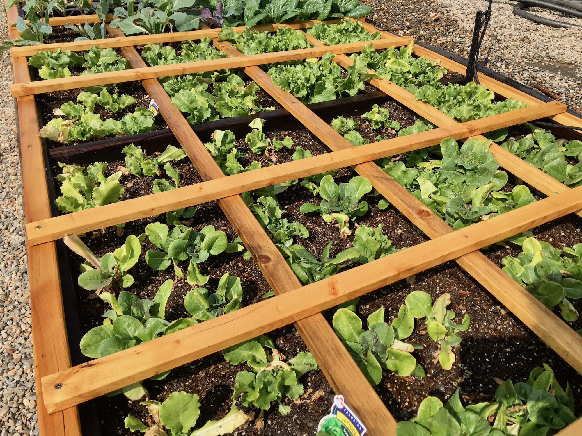 square foot gardening 1