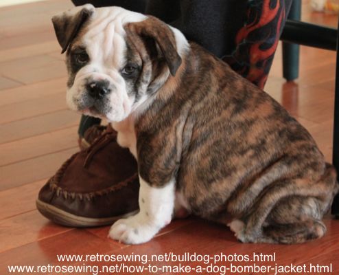 bulldog-photos-babyotis